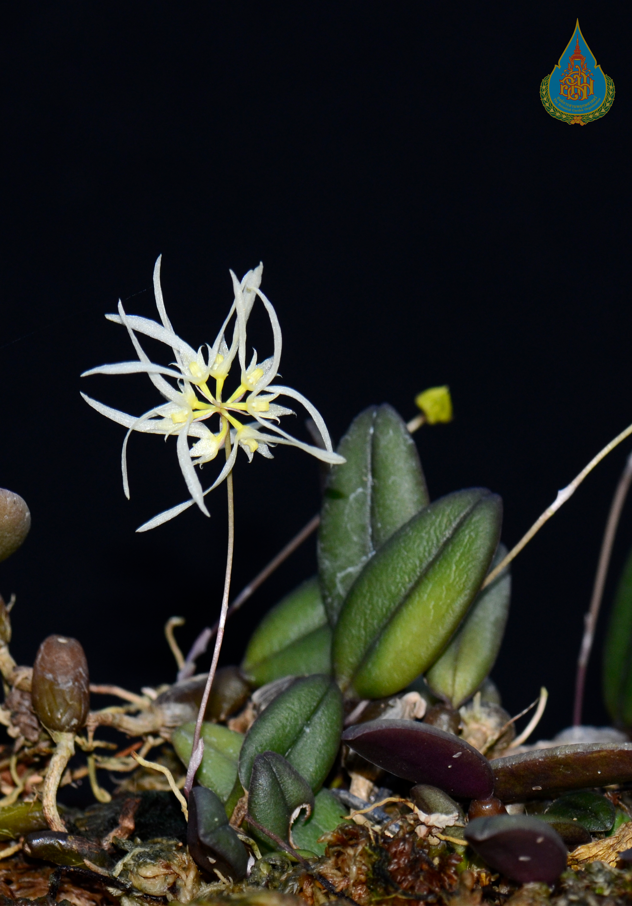 สิงโตถิ่นใต้ Bulbophyllum purpurascens Teijsm. & Binn.<br/>ORCHIDACEAE